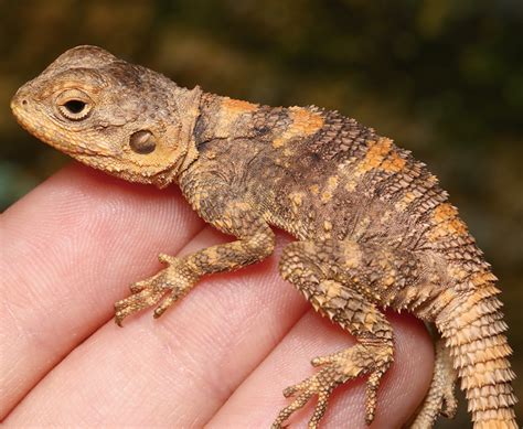 Sexing the Painted Agama